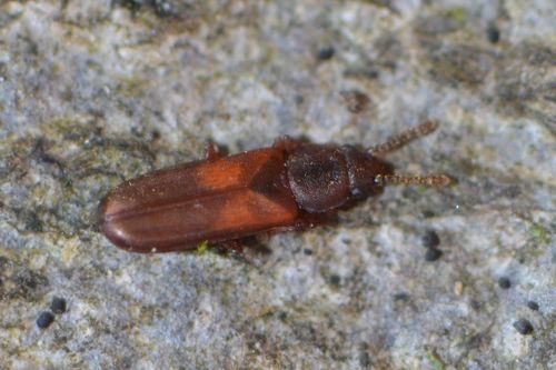 Pediacus dermestoides