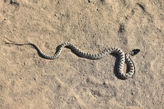 Hemorrhois ravergieri