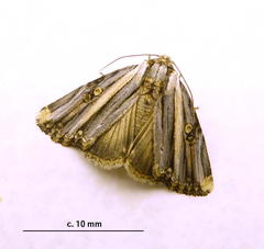 Anedhella rectiradiata