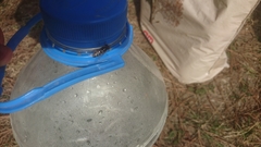 Lapposyrphus
