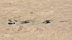 Hemorrhois ravergieri