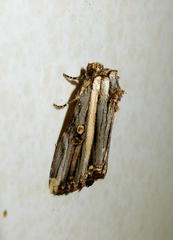 Anedhella rectiradiata
