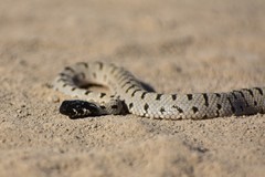 Hemorrhois ravergieri