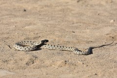 Hemorrhois ravergieri