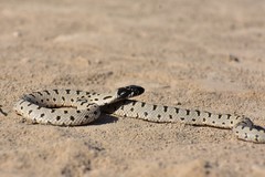 Hemorrhois ravergieri