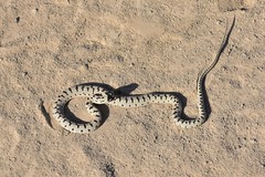 Hemorrhois ravergieri