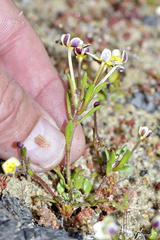 Zaluzianskya pusilla