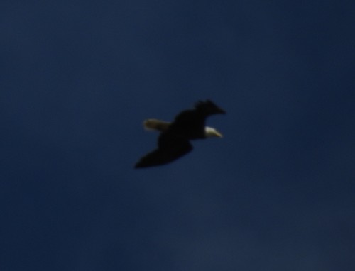 Haliaeetus leucocephalus image