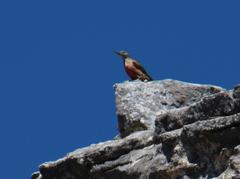 Geocolaptes olivaceus