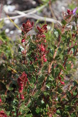 Searsia cuneifolia