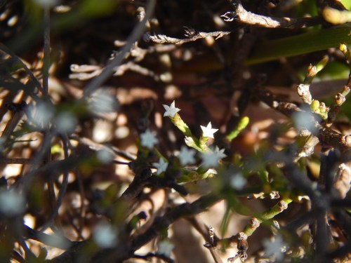 Image of Thesium euphrasioides by no rights reserved