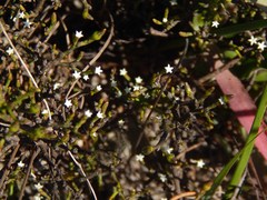 Thesium euphrasioides