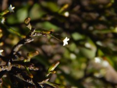 Thesium euphrasioides