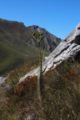 Osteospermum corymbosum