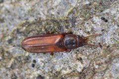 Pediacus dermestoides