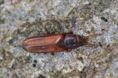 Pediacus dermestoides