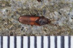 Pediacus dermestoides