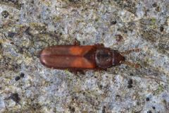 Pediacus dermestoides
