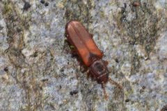 Pediacus dermestoides
