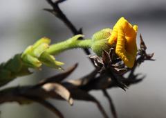 Osteospermum corymbosum