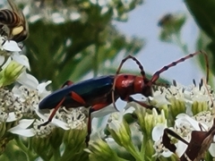 Stenaspis verticalis