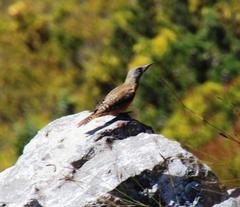 Geocolaptes olivaceus