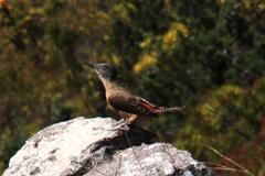 Geocolaptes olivaceus