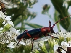 Stenaspis verticalis