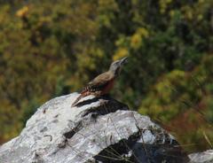 Geocolaptes olivaceus