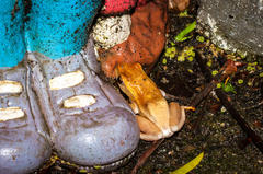 Hyperolius horstockii