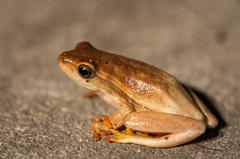 Hyperolius horstockii