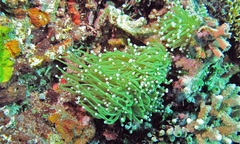 Euphyllia glabrescens