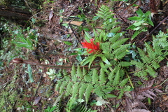 Tillandsia imperialis