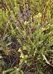 Indigofera rhodantha