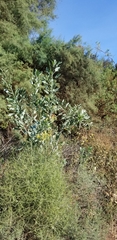 Nicotiana glauca
