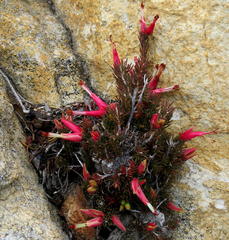 Erica insignis