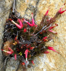 Erica insignis