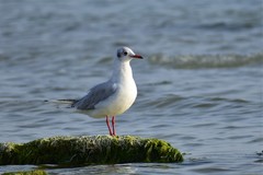 Chroicocephalus ridibundus
