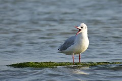 Chroicocephalus ridibundus