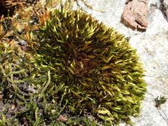 Imbribryum mildeanum