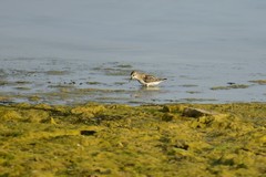 Calidris minuta