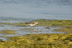 Calidris minuta