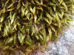 Imbribryum mildeanum