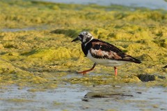 Arenaria interpres