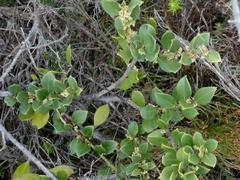 Robsonodendron maritimum