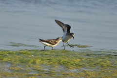 Calidris minuta
