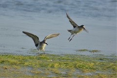 Calidris minuta