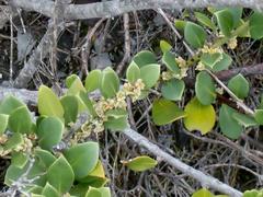 Robsonodendron maritimum