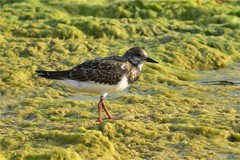 Arenaria interpres