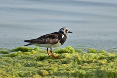 Arenaria interpres